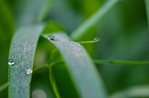 water droplet on a green leaf 