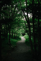 a trail in a forest in summer 