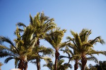 tops of palm trees