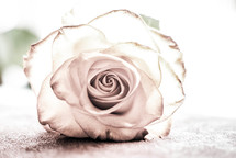 white rose 
