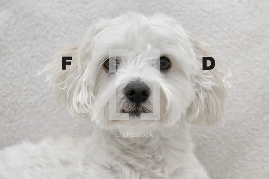 Conceptual Letters White Maltese Dog Bichon Thinks Rustling Is Food