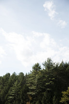 tops of tall pine trees outdoors and blue sky 
