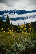 yellow wildflowers and mountain peaks 