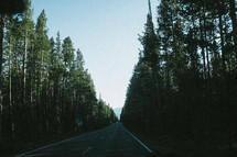 road through a forest 