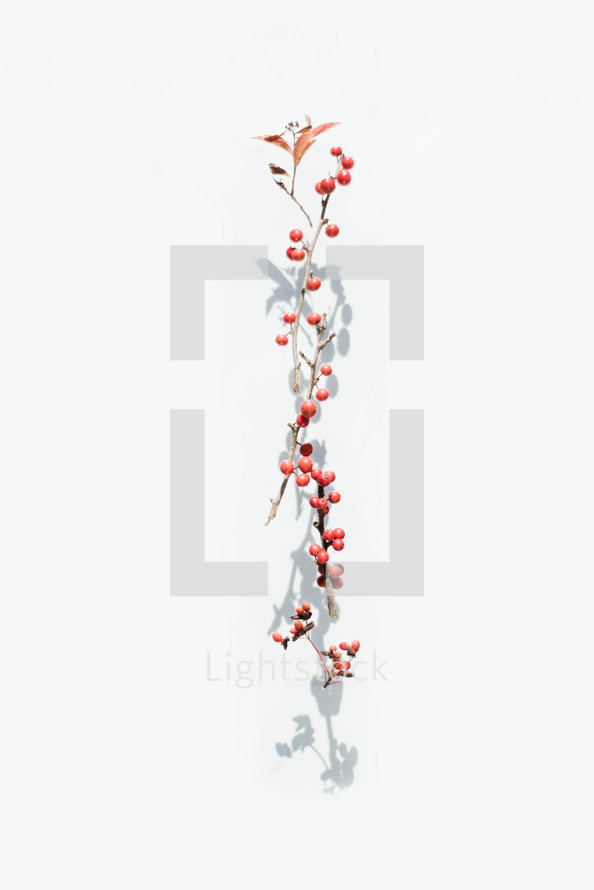branch with red berries on white background 