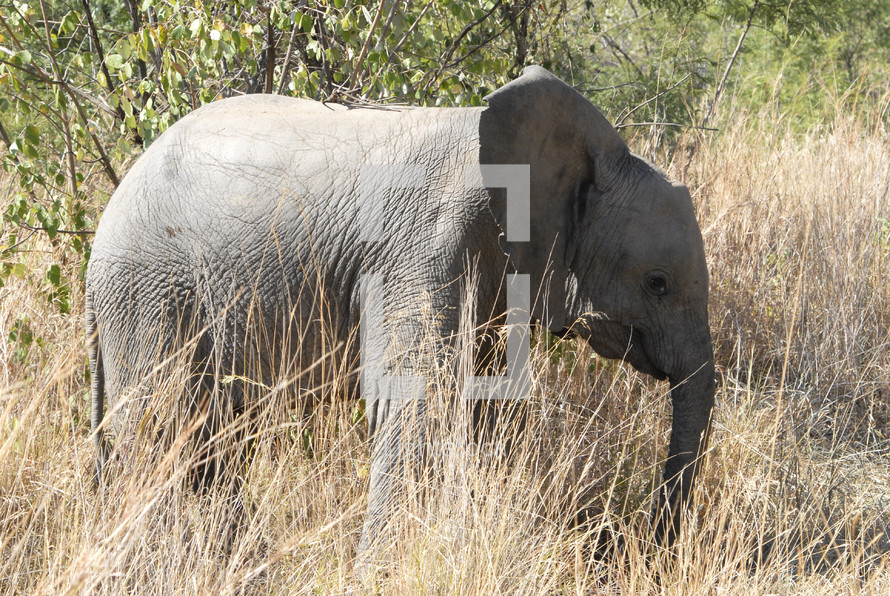 elephant calf 