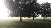 A field of oak trees is shrouded by morning fog and the sun rising in the background against a green grassy meadow in a country rural setting. 