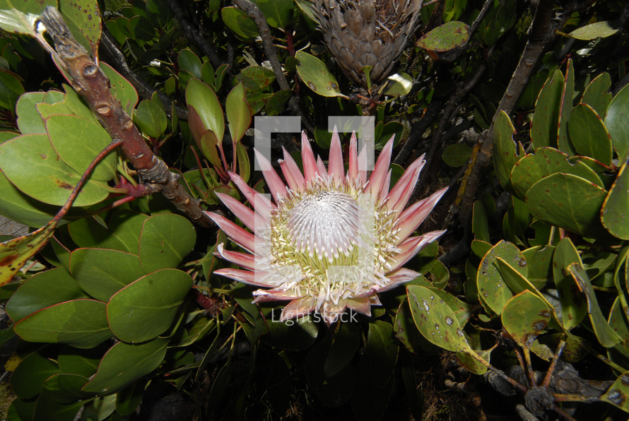 Exotic Flower, Protea, national flower of South Africa