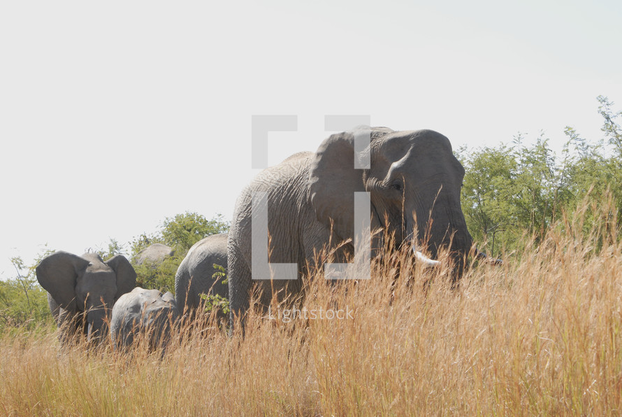 Elephants walking through grassy field with trees in the background.