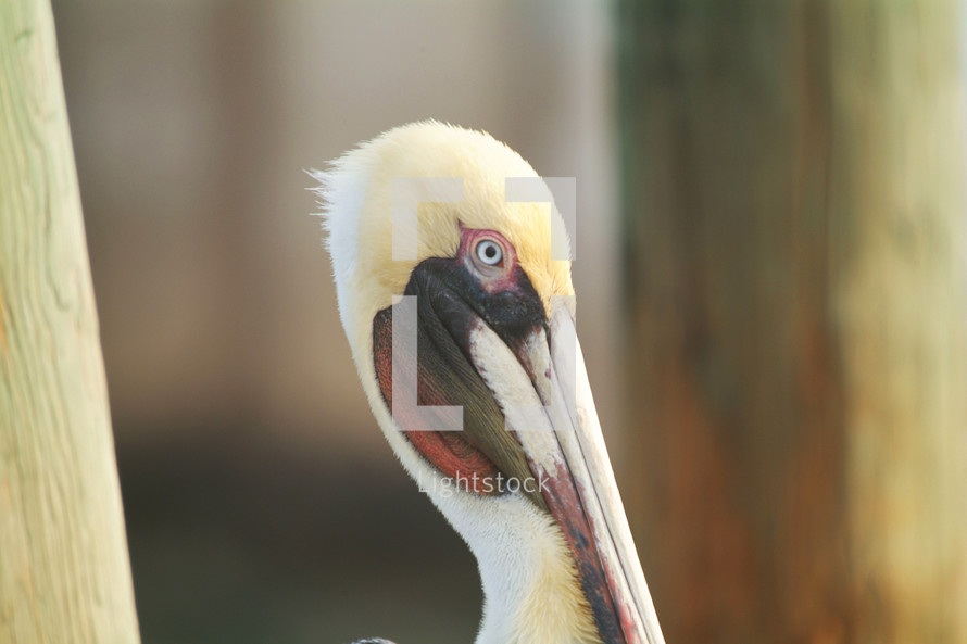 Stork with blue eyes