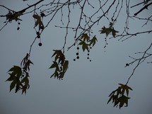 the last leaves on an autumn tree hanging on just before winter time sets in on a dark cloudy day. 