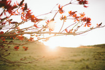 Sunrise over a grassy hill with a blooming tree.