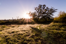sunburst over a field 