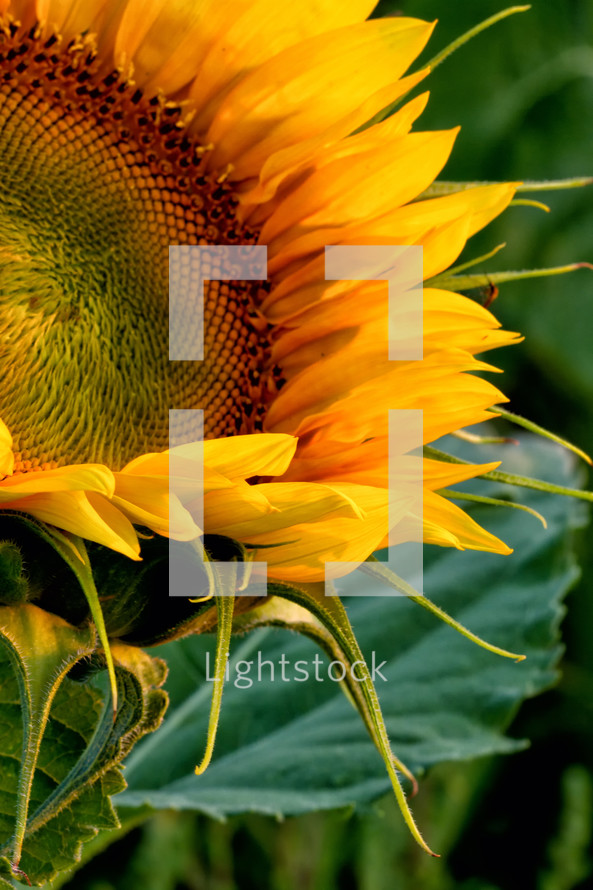 A bright, yellow sunflower