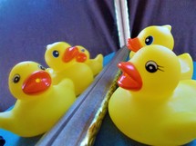 rubber duckies 