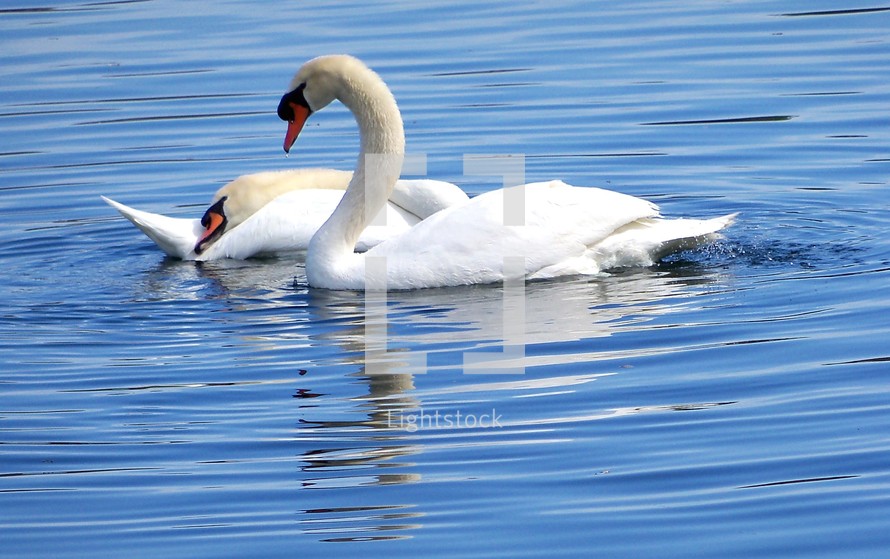 A pair of Swan birds gliding gracefully through a ripple of water on a reflecting pond on a sunny afternoon. 