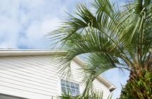 palm tree in front of a house 