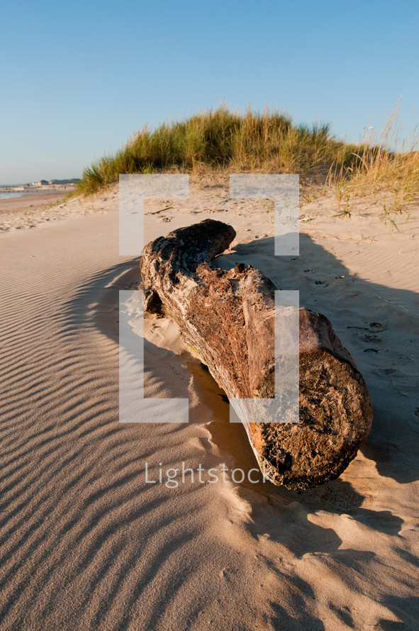 driftwood on beach sand