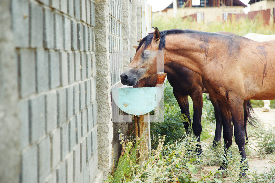 horses feeding in a trough 