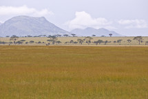 African mountain and savanna 