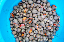 Small, edible, saltwater clams also known as cockles.