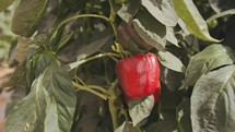 Red Pepper plants with vegetables inside a large greenhouse