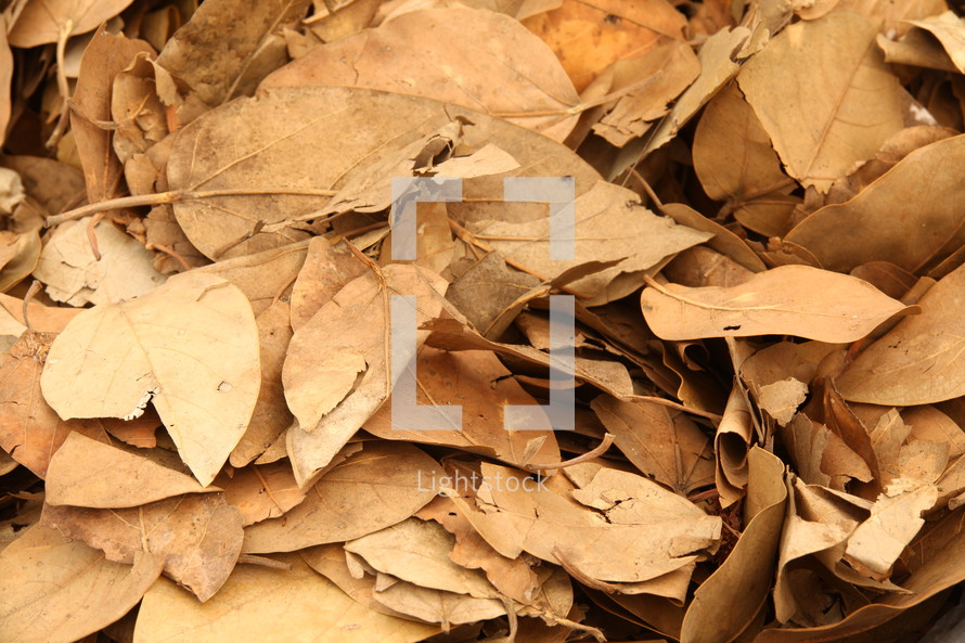 pile of dead dry leaves 