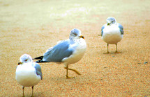 A group of Seagulls congregate together on the shore of a local beach in Amelia Island, Florida looking for food. The Earth's Oceans are an abundant source of food and energy for the world and need to be protected.