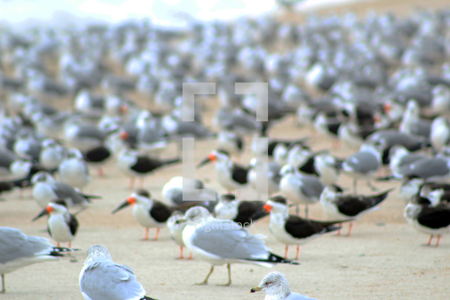 A large gathering of seagulls on a beach  in the morning looking for food along the shores of Amelia Island, Florida off the Florida coast in the Atlantic Ocean. 