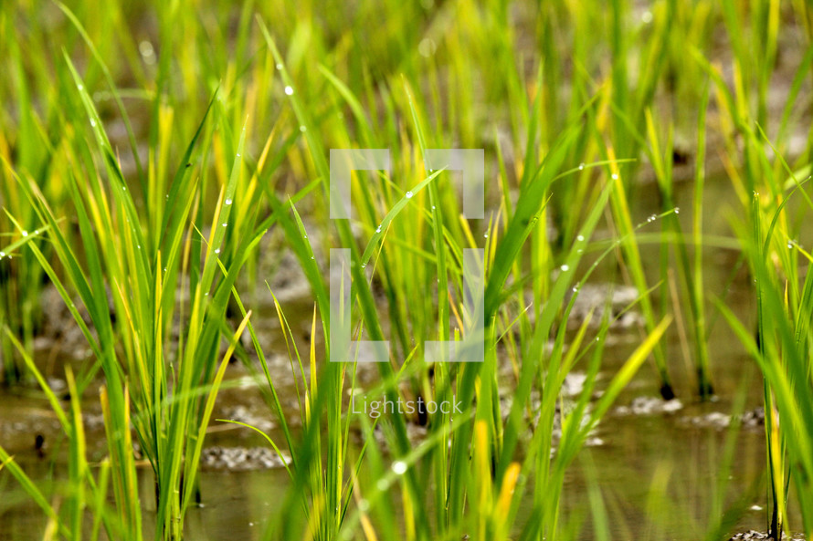 rice growing in a rice paddy