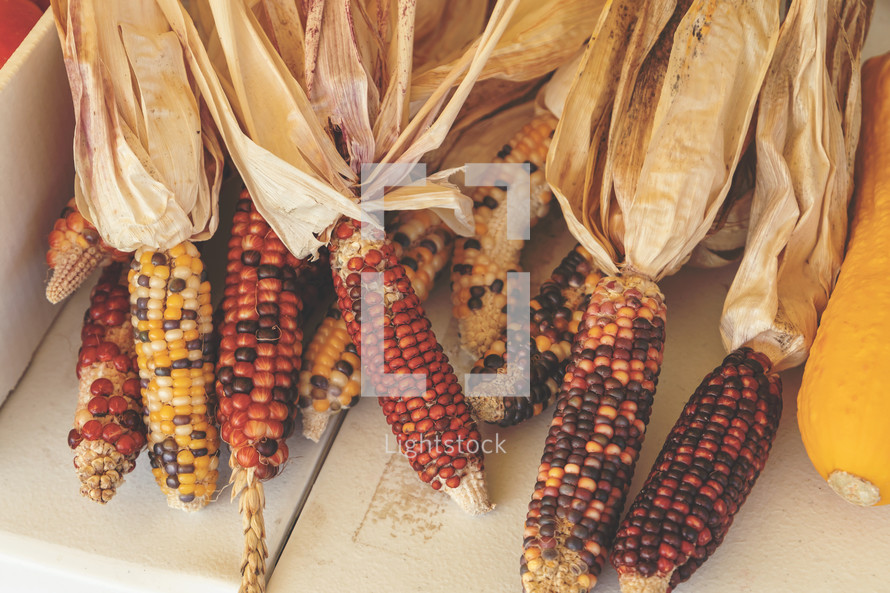 Thanksgiving stock photo featuring Indian corn for Fall harvest event decorations suitable for social media post ideas, presentation slide graphics, bulletins and more promotions.