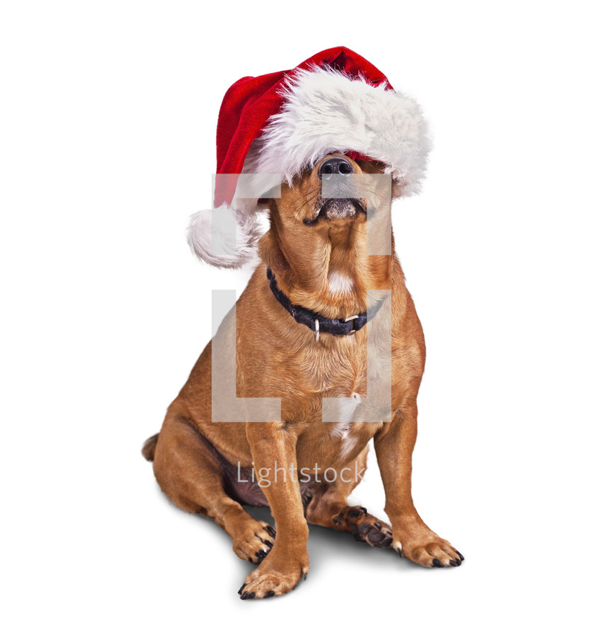 dog in a Santa hat 