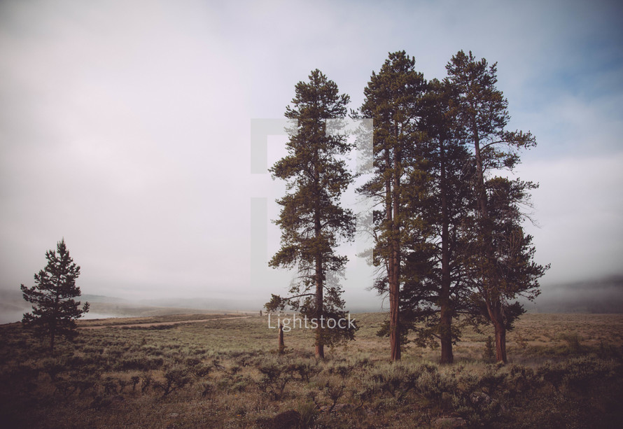 Lone pines