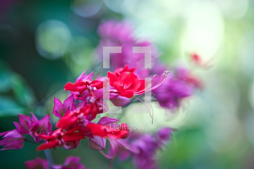 Stem of pink and red flowers with greenery in the background.