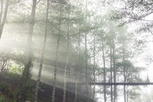 sunlight in a forest and a swinging bridge 