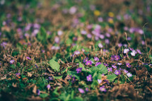 Spring Small Colorful Flowers