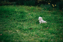 A Small Puppy In A Green Field