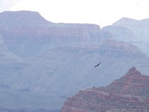 An Eagle soaring high over the cliffs of the Grand Canyon.