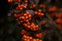 red berries on a bush 
