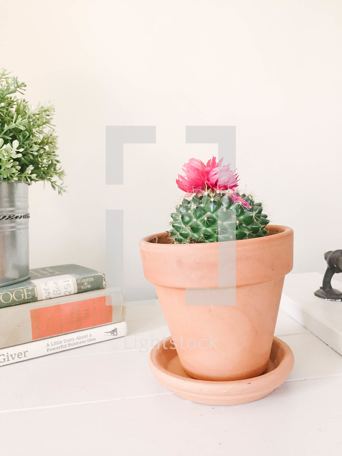 potted flowering cactus 