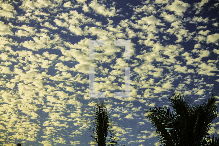 scattered clouds in a blue sky and palm trees 