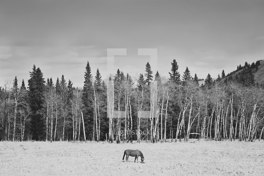 a horse in field