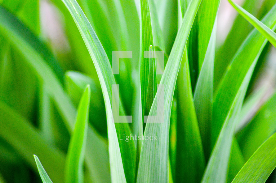 green grasses closeup 