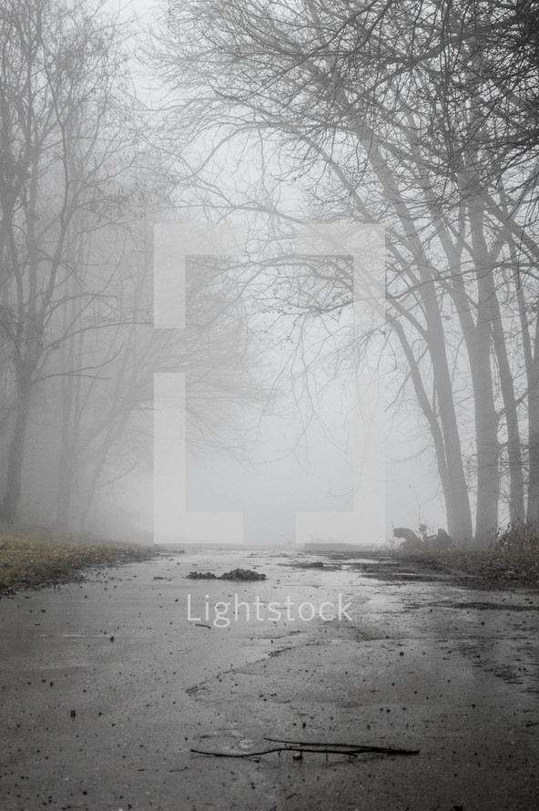 fog over a wet rural road 