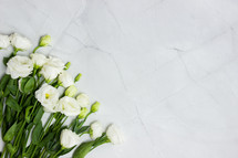 white roses on white marble background 