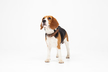 A beagle dog wearing a leather collar on a white background.