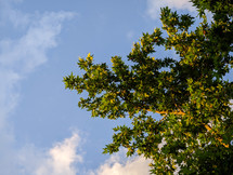 Green maple tree in summer