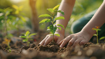 Child's hands nurturing a young plant, symbolizing growth and care for the environment.