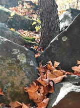 Autumn leaves in rocks