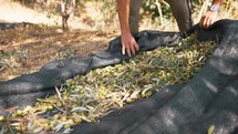 harvesting of olives for the production of extra virgin olive oil